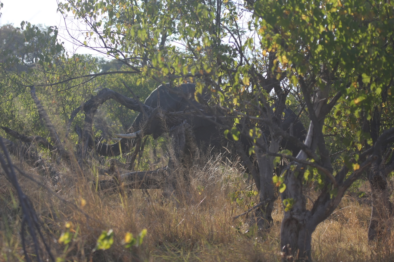 [23079] 2016_06_30_02_27_25_Africa_Canon_EOS_40D_IMG__00090.jpg