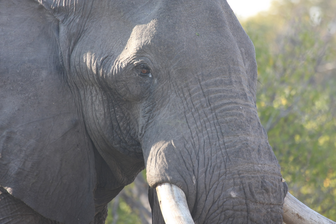 [23098] 2016_06_30_02_28_52_Africa_Canon_EOS_40D_IMG__03822.jpg