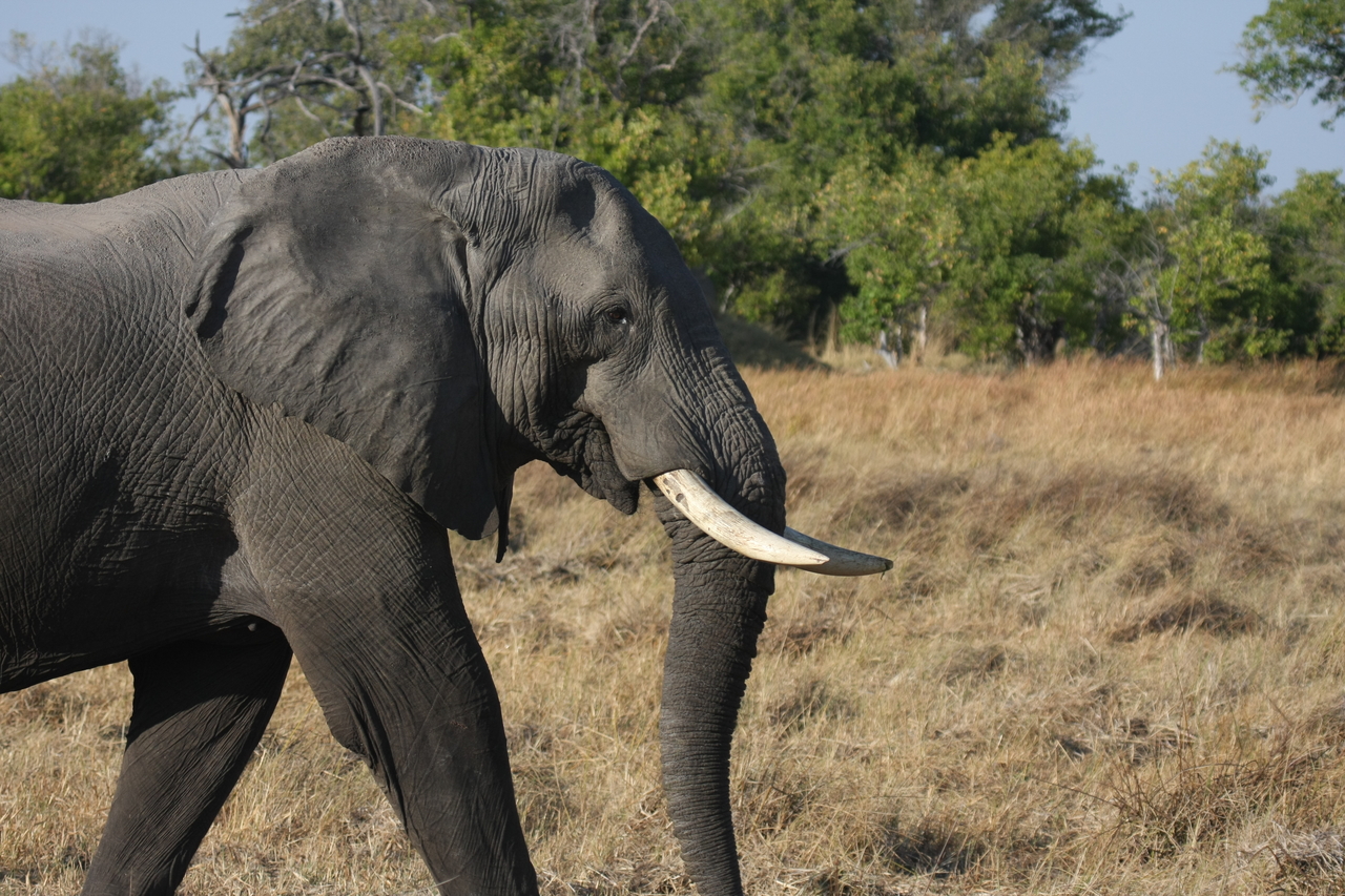 [23111] 2016_06_30_02_29_17_Africa_Canon_EOS_40D_IMG__00101.jpg
