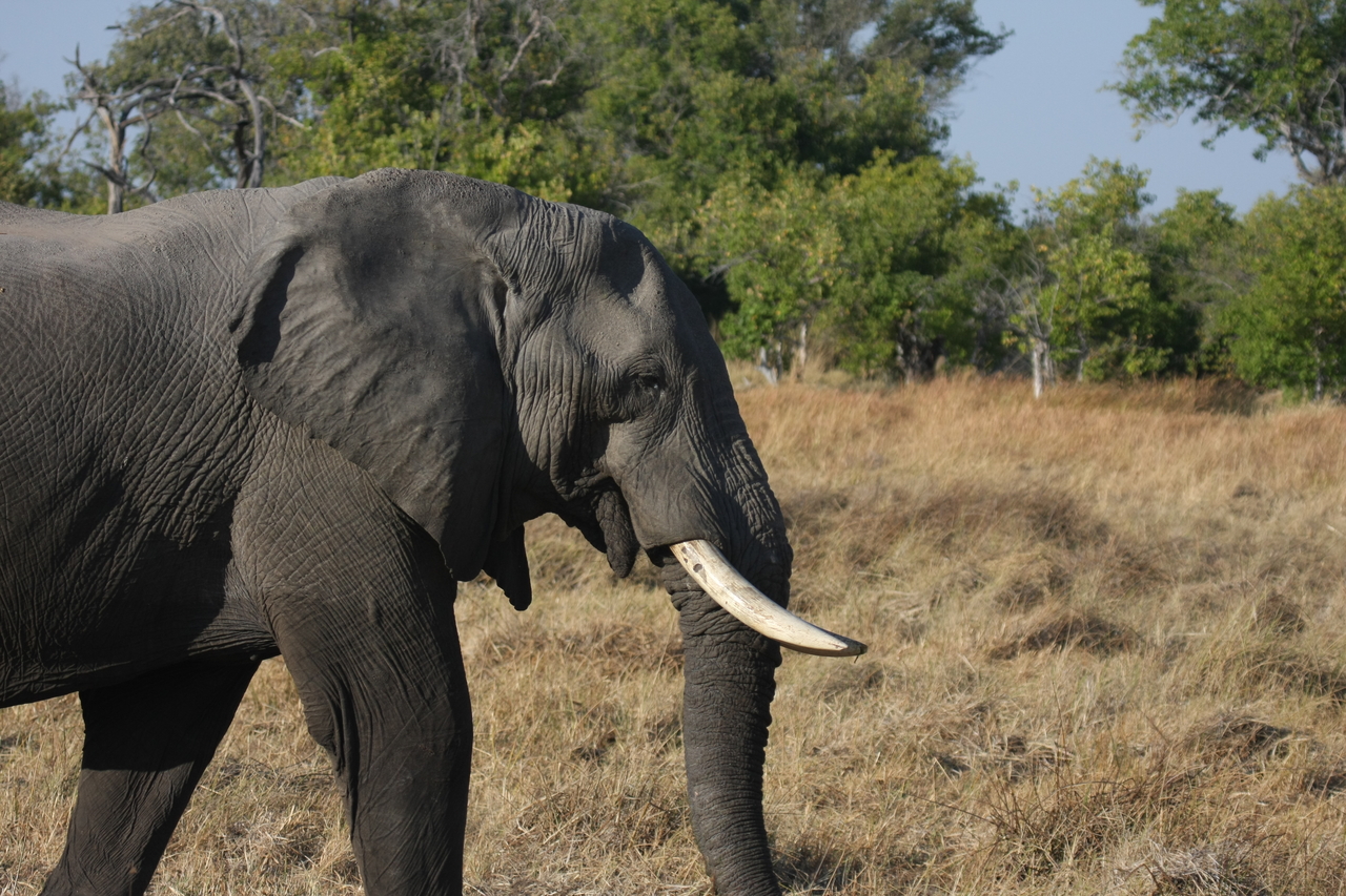 [23114] 2016_06_30_02_29_17_Africa_Canon_EOS_40D_IMG__03829.jpg