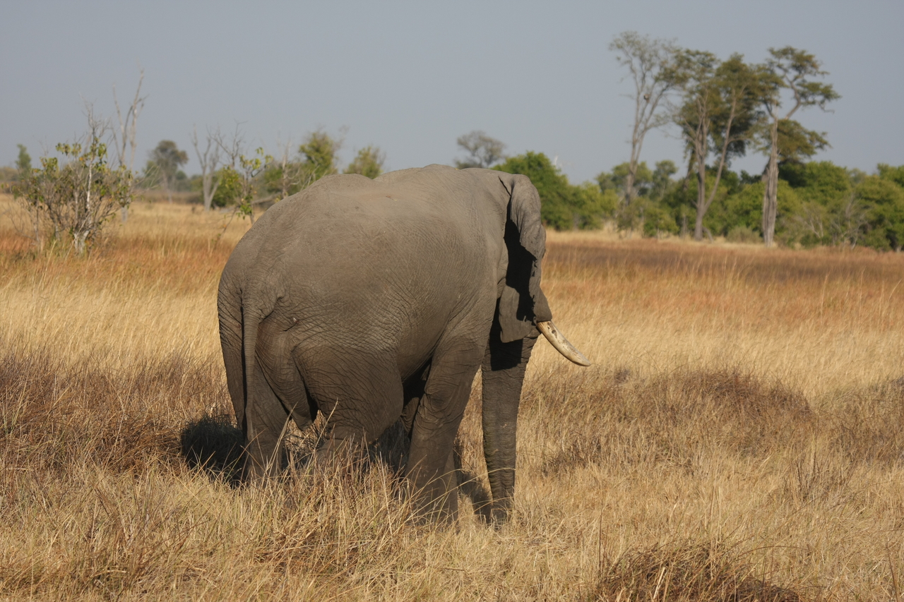 [23129] 2016_06_30_02_30_05_Africa_Canon_EOS_40D_IMG__03834.jpg