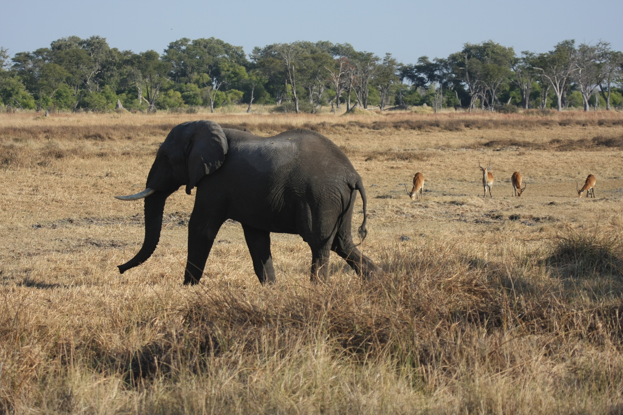 [23144] 2016_06_30_02_30_57_Africa_Canon_EOS_40D_IMG__00115.jpg
