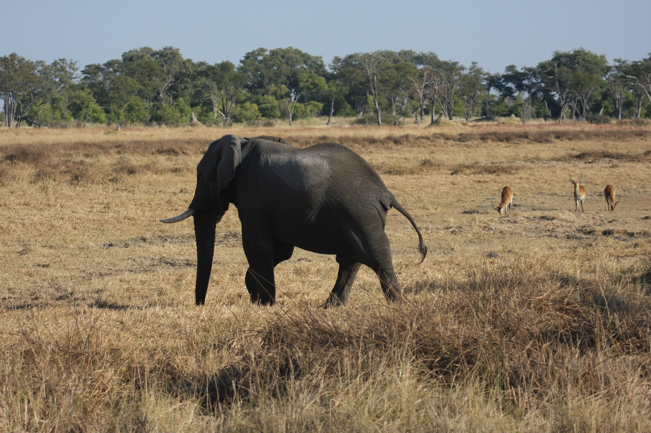 [23146] 2016_06_30_02_30_57_Africa_Canon_EOS_40D_IMG__00117.jpg