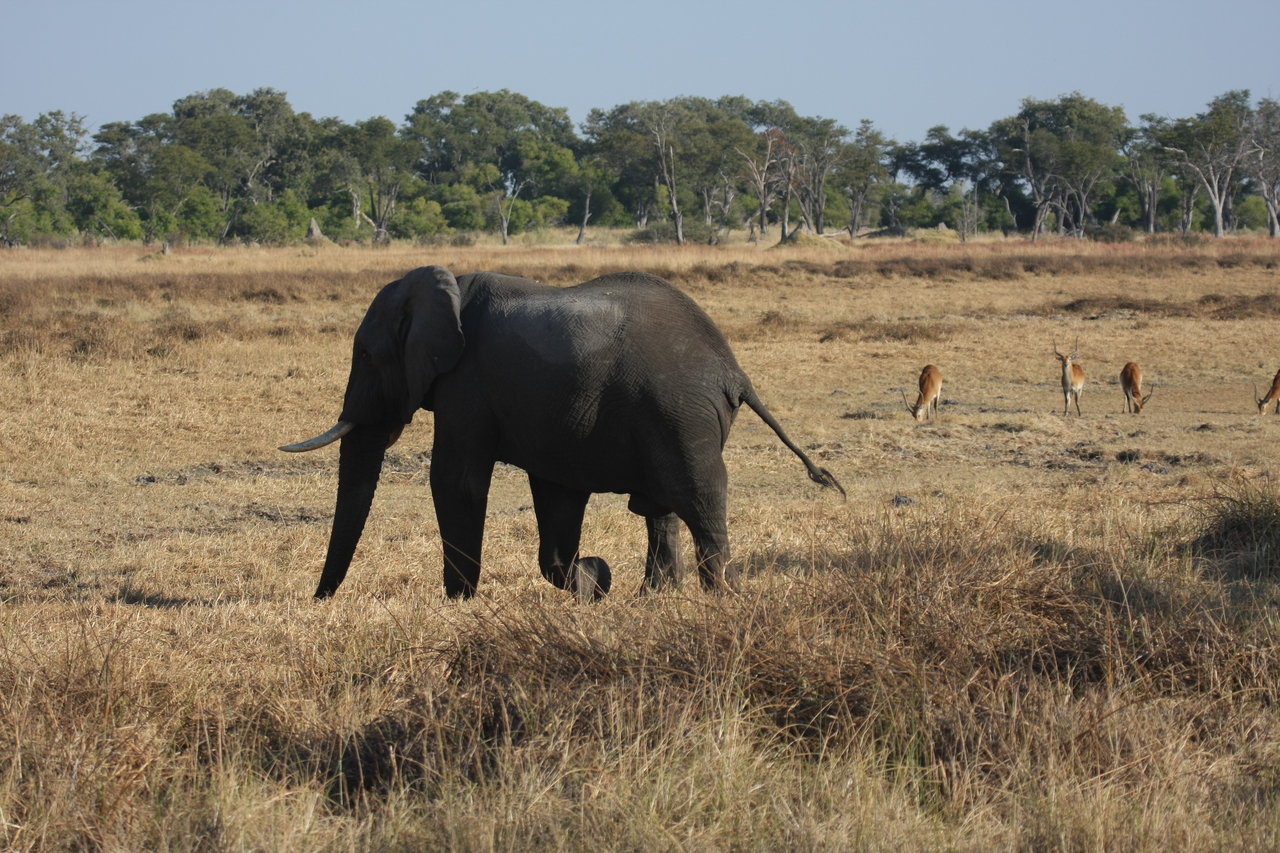 [23148] 2016_06_30_02_30_57_Africa_Canon_EOS_40D_IMG__03842.jpg