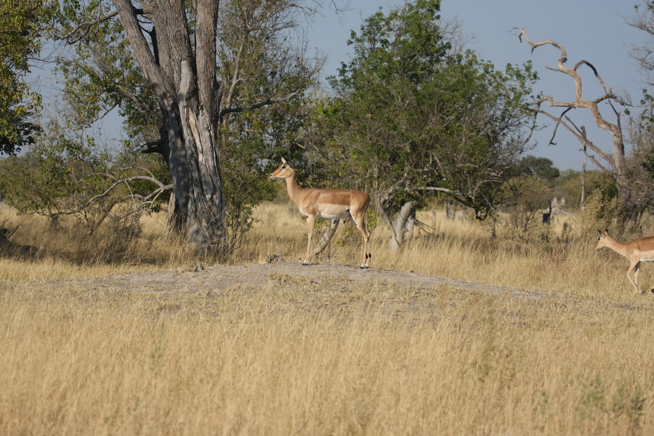 [23207] 2016_06_30_02_54_21_Africa_Canon_EOS_40D_IMG__03844.jpg