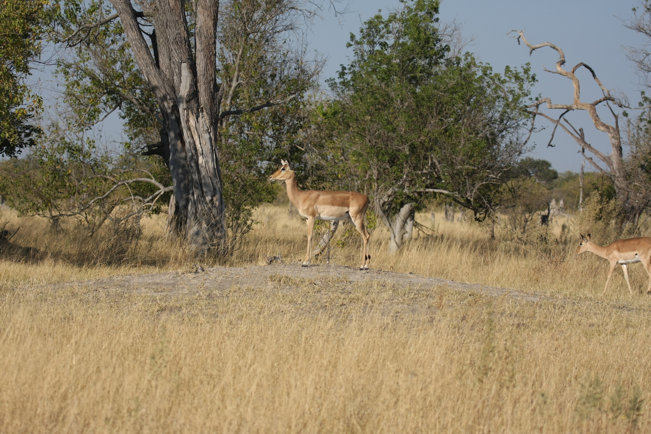 [23208] 2016_06_30_02_54_21_Africa_Canon_EOS_40D_IMG__03845.jpg
