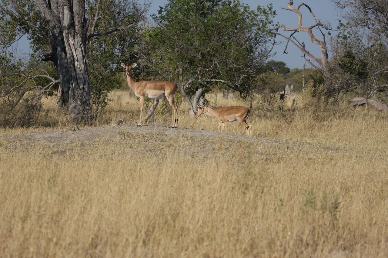 [23220] 2016_06_30_02_54_34_Africa_Canon_EOS_40D_IMG__00123.jpg