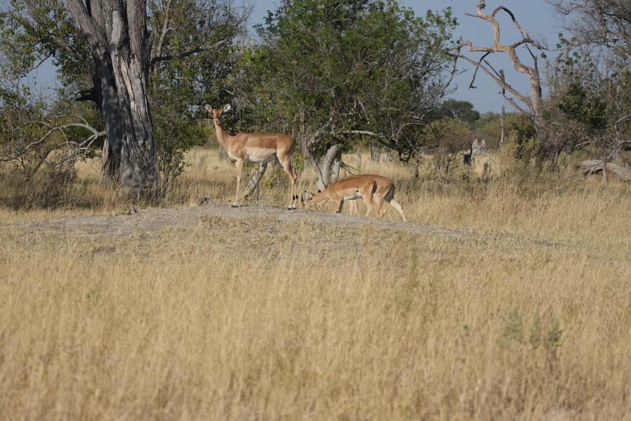 [23225] 2016_06_30_02_54_34_Africa_Canon_EOS_40D_IMG__03852.jpg