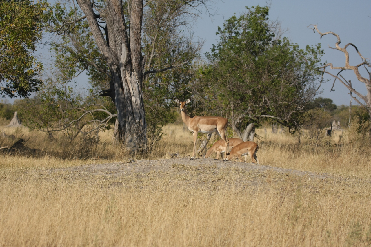 [23230] 2016_06_30_02_54_36_Africa_Canon_EOS_40D_IMG__03853.jpg