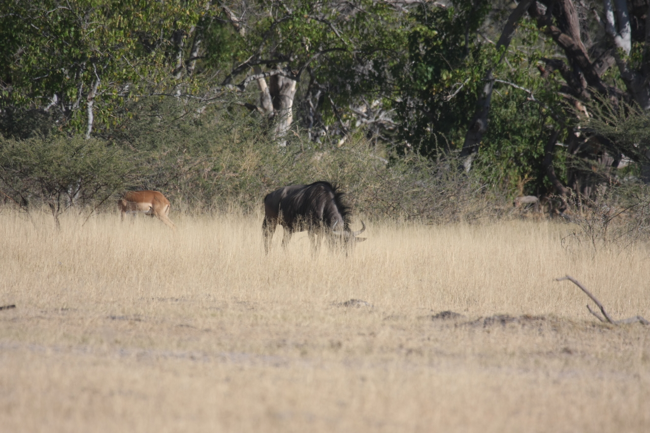 [23241] 2016_06_30_03_21_12_Africa_Canon_EOS_40D_IMG__03857.jpg