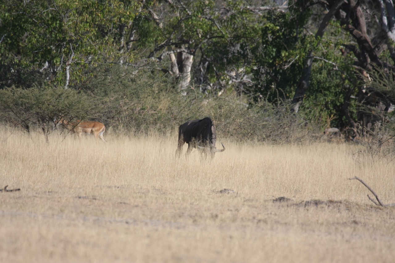[23244] 2016_06_30_03_21_18_Africa_Canon_EOS_40D_IMG__00132.jpg