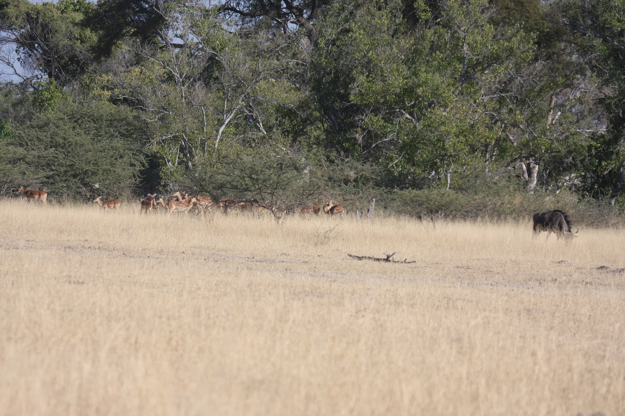 [23252] 2016_06_30_03_21_29_Africa_Canon_EOS_40D_IMG__03860.jpg