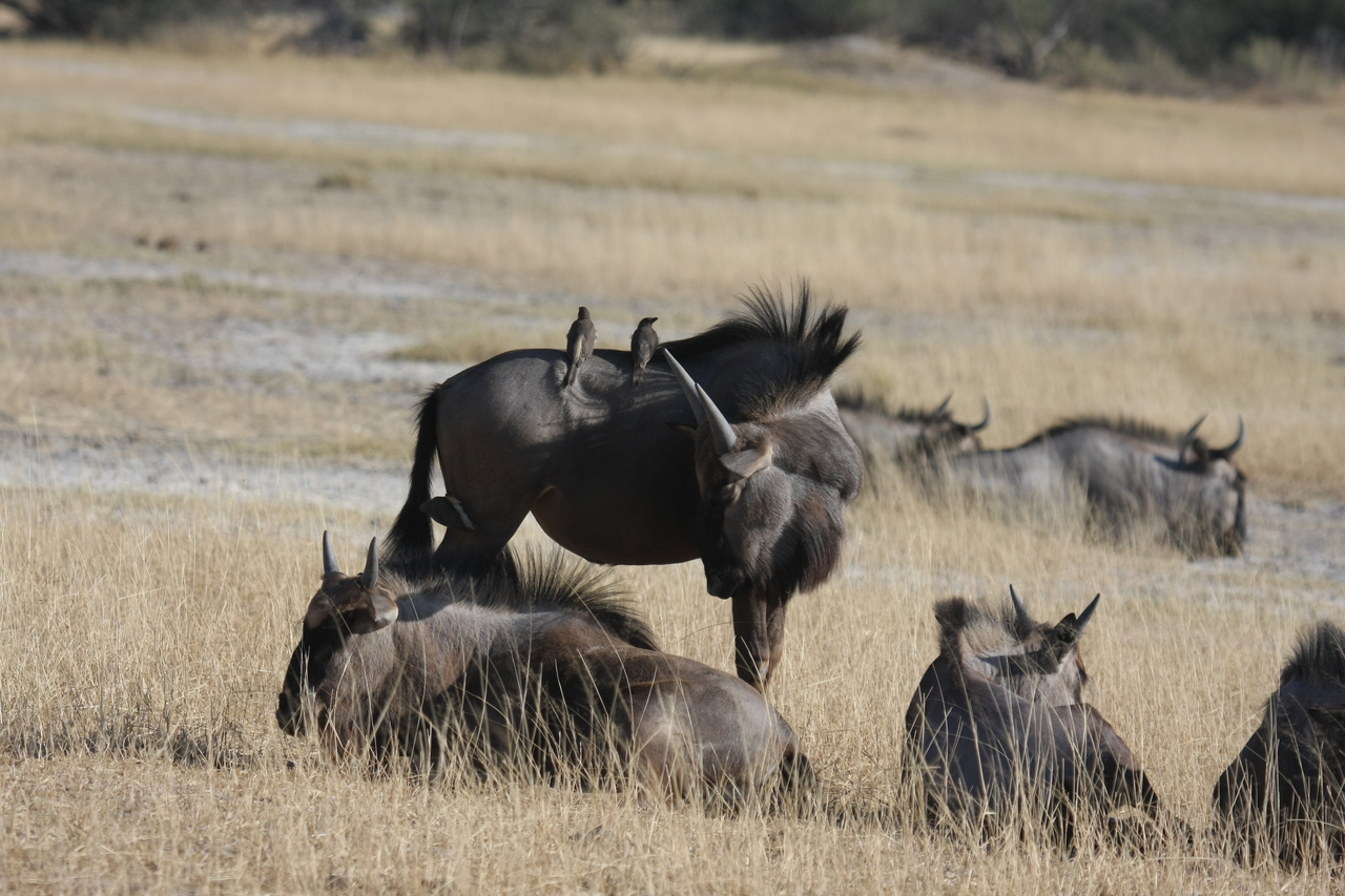 [23258] 2016_06_30_03_24_21_Africa_Canon_EOS_40D_IMG__00139.jpg