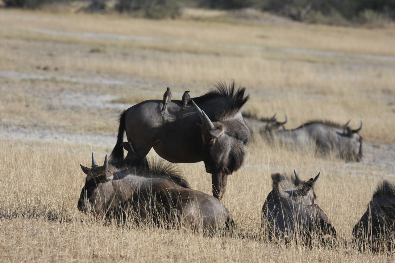 [23260] 2016_06_30_03_24_21_Africa_Canon_EOS_40D_IMG__03864.jpg