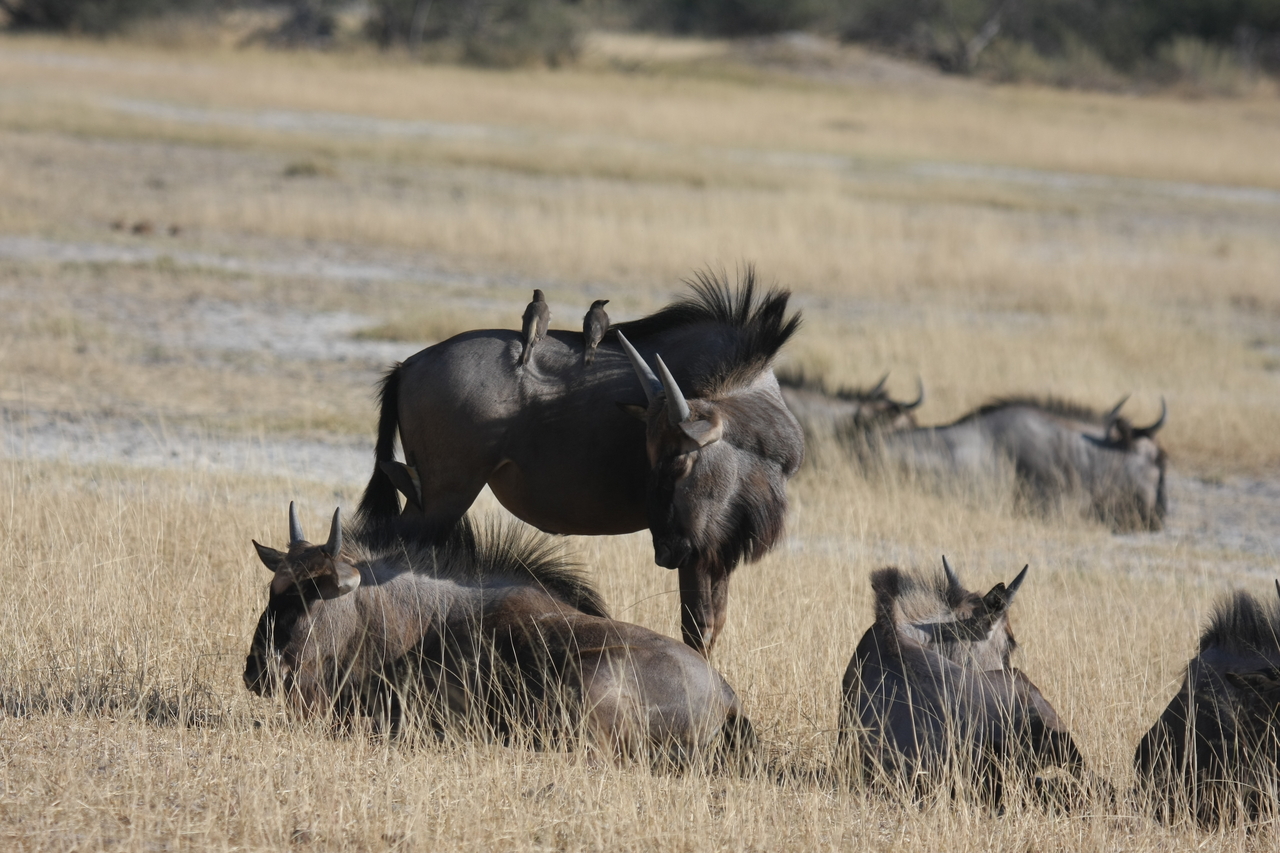 [23262] 2016_06_30_03_24_21_Africa_Canon_EOS_40D_IMG__11310.jpg