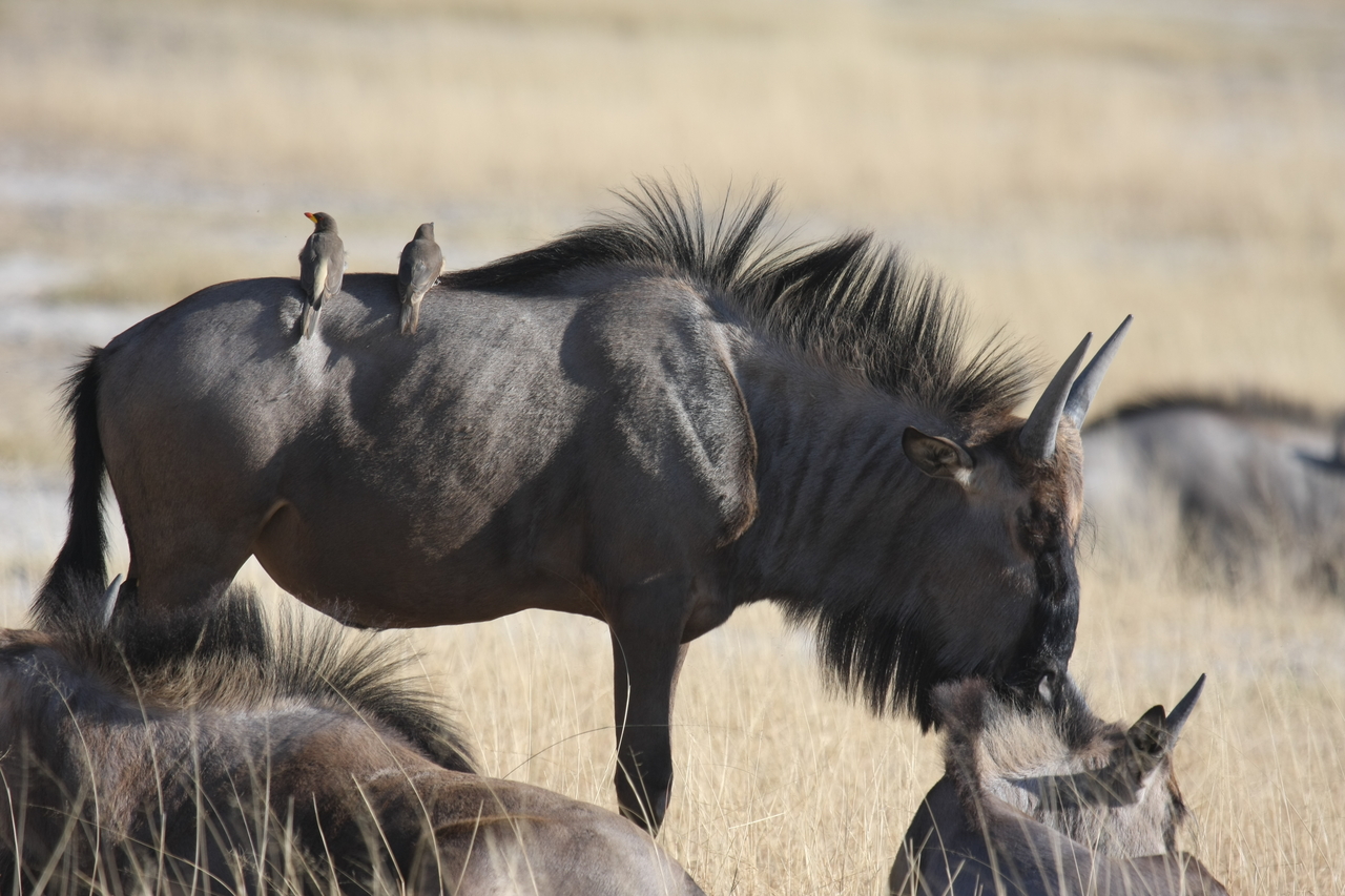 [23280] 2016_06_30_03_24_28_Africa_Canon_EOS_40D_IMG__00145.jpg
