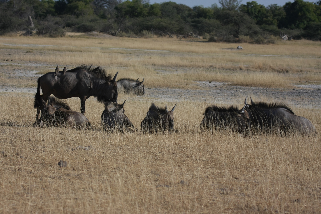[23285] 2016_06_30_03_24_43_Africa_Canon_EOS_40D_IMG__03872.jpg