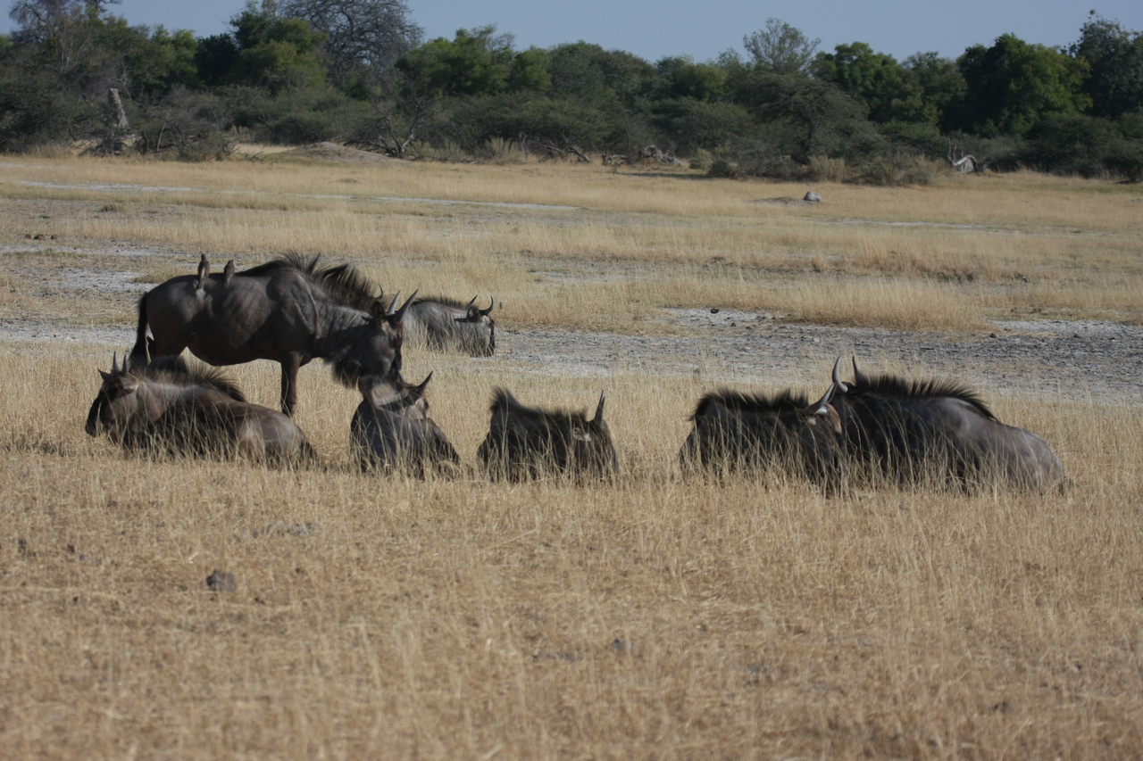 [23292] 2016_06_30_03_24_46_Africa_Canon_EOS_40D_IMG__03876.jpg