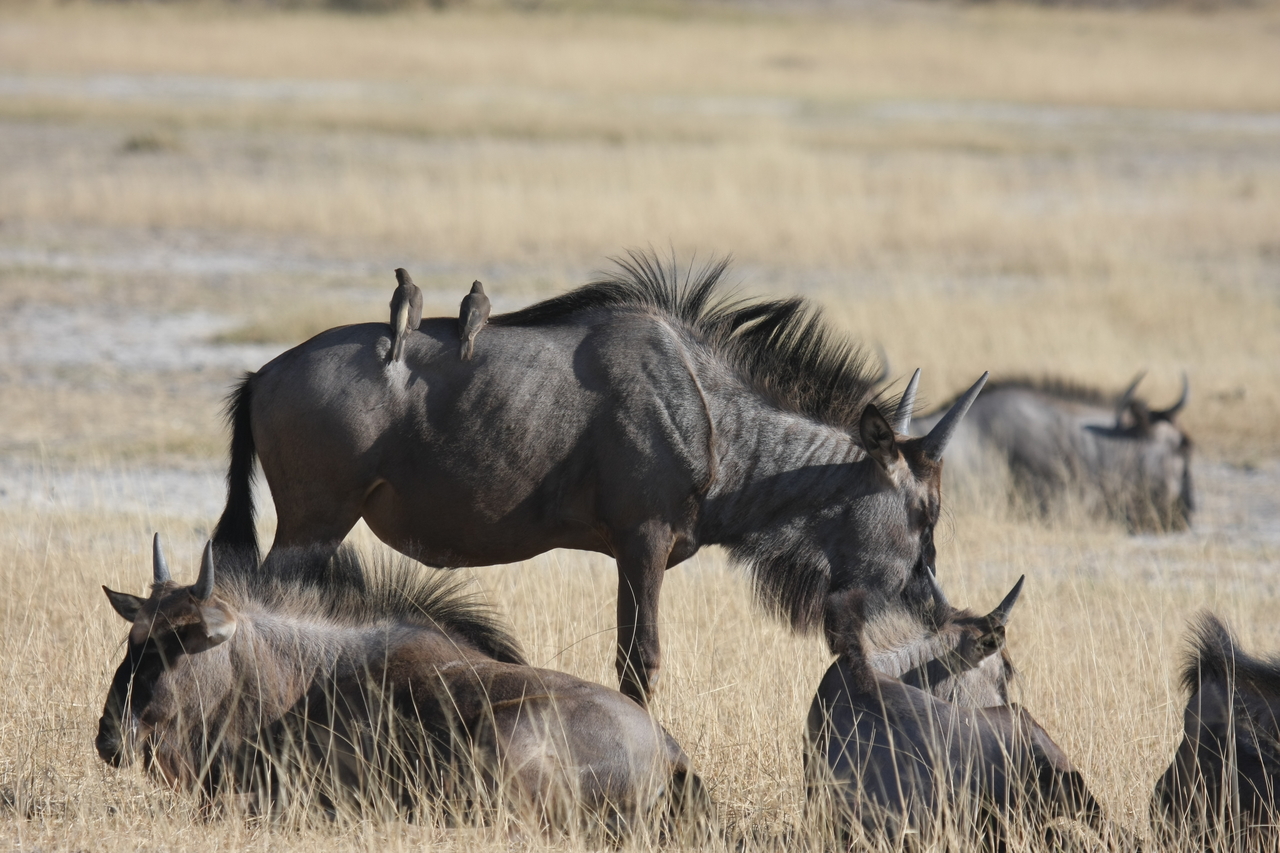 [23298] 2016_06_30_03_24_51_Africa_Canon_EOS_40D_IMG__03877.jpg