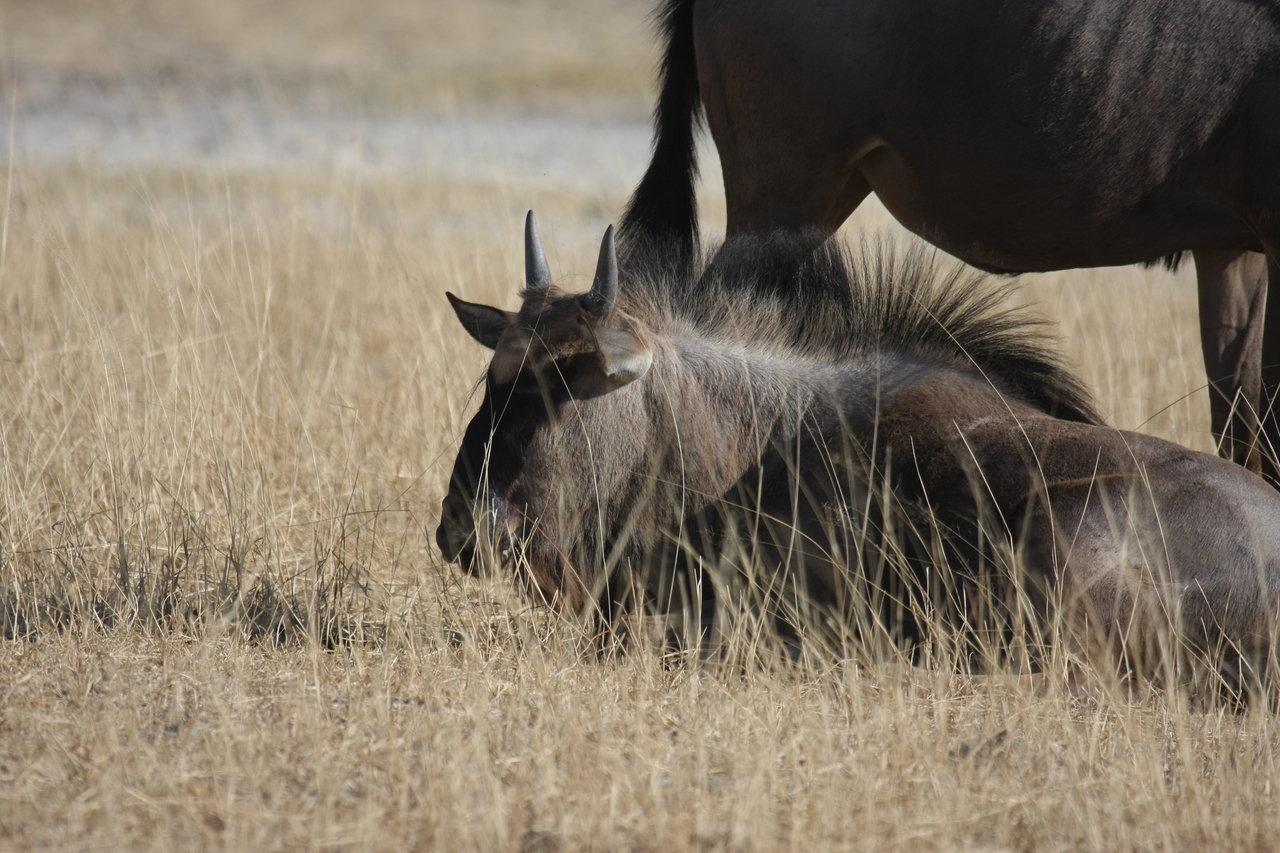 [23307] 2016_06_30_03_24_58_Africa_Canon_EOS_40D_IMG__03881.jpg