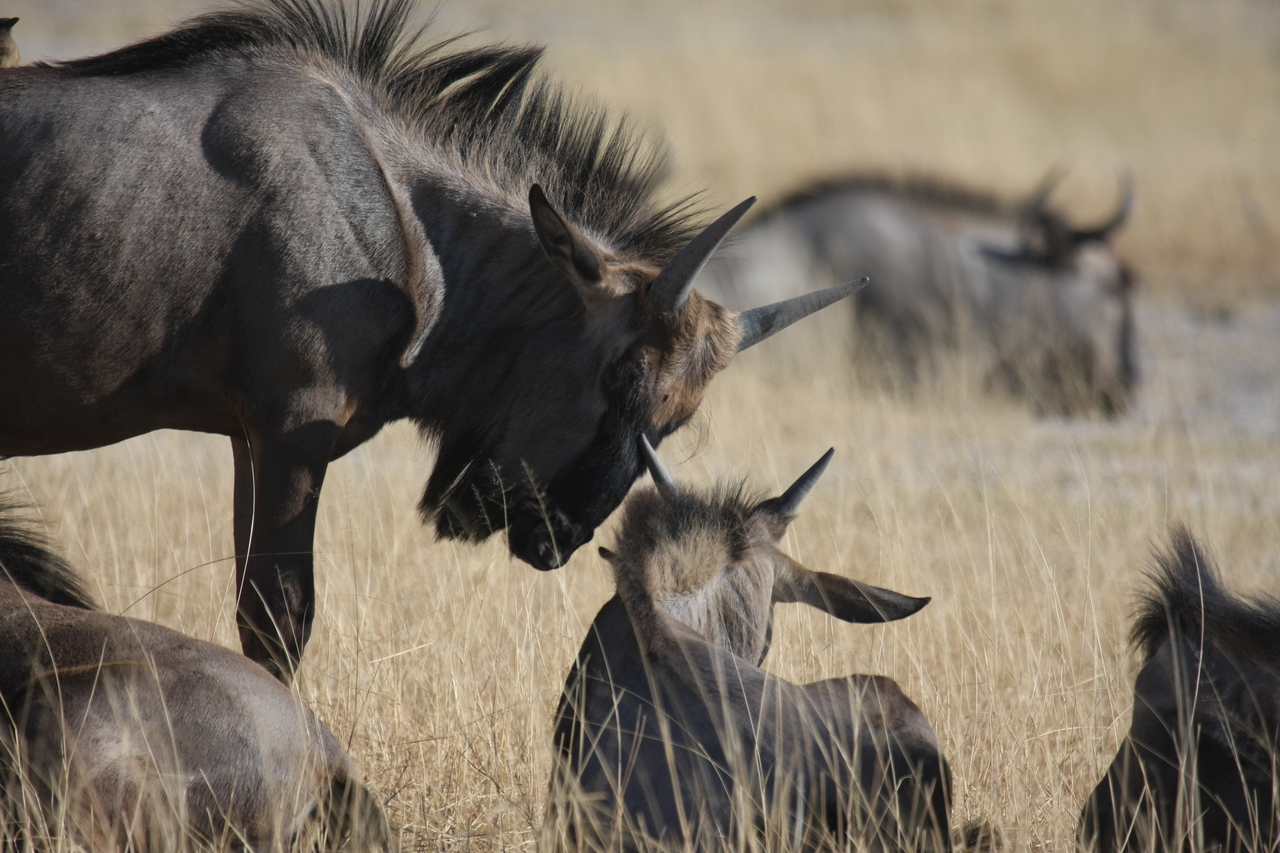 [23312] 2016_06_30_03_25_11_Africa_Canon_EOS_40D_IMG__03882.jpg