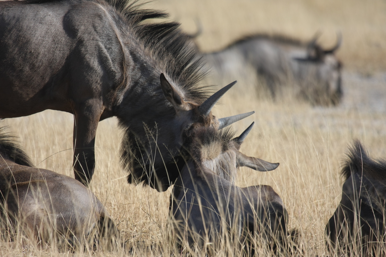 [23321] 2016_06_30_03_25_15_Africa_Canon_EOS_40D_IMG__03887.jpg