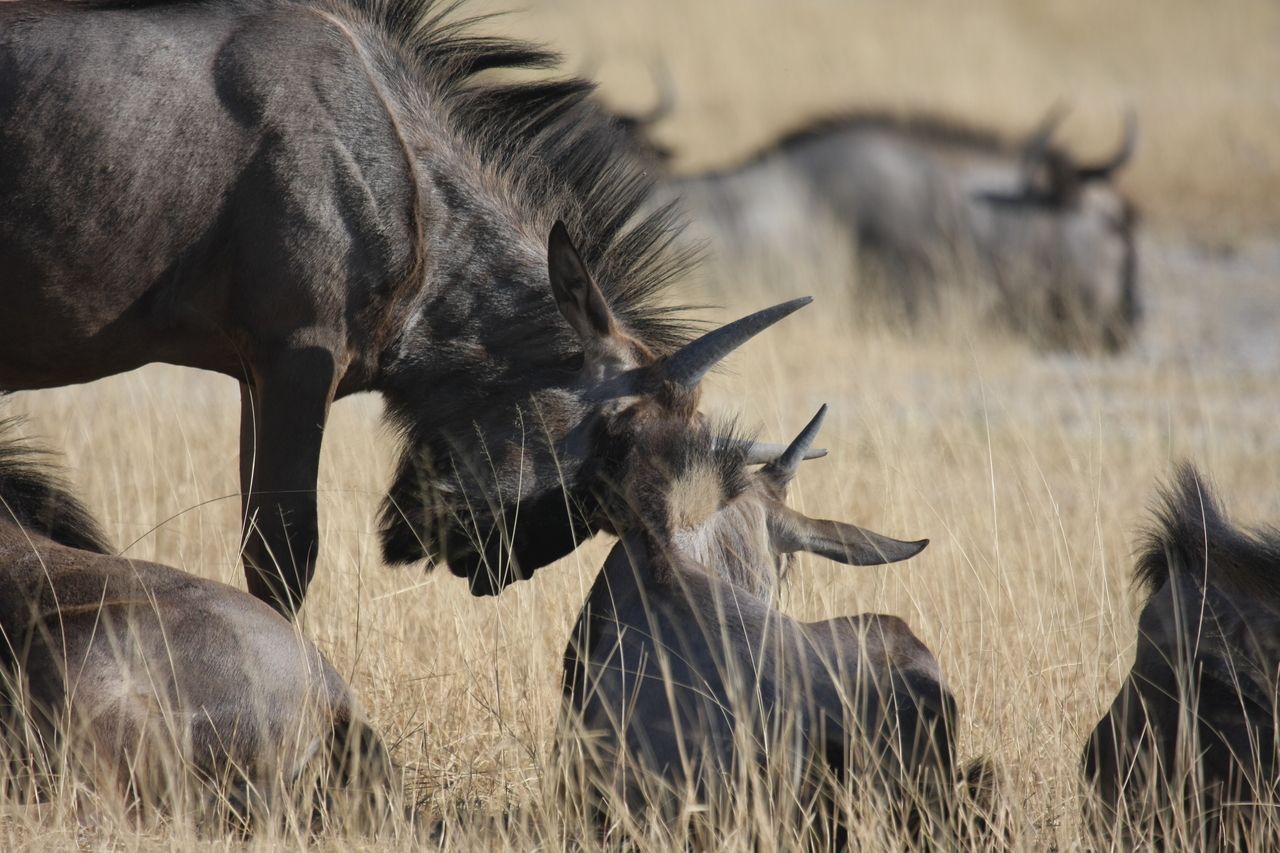 [23326] 2016_06_30_03_25_16_Africa_Canon_EOS_40D_IMG__00163.jpg