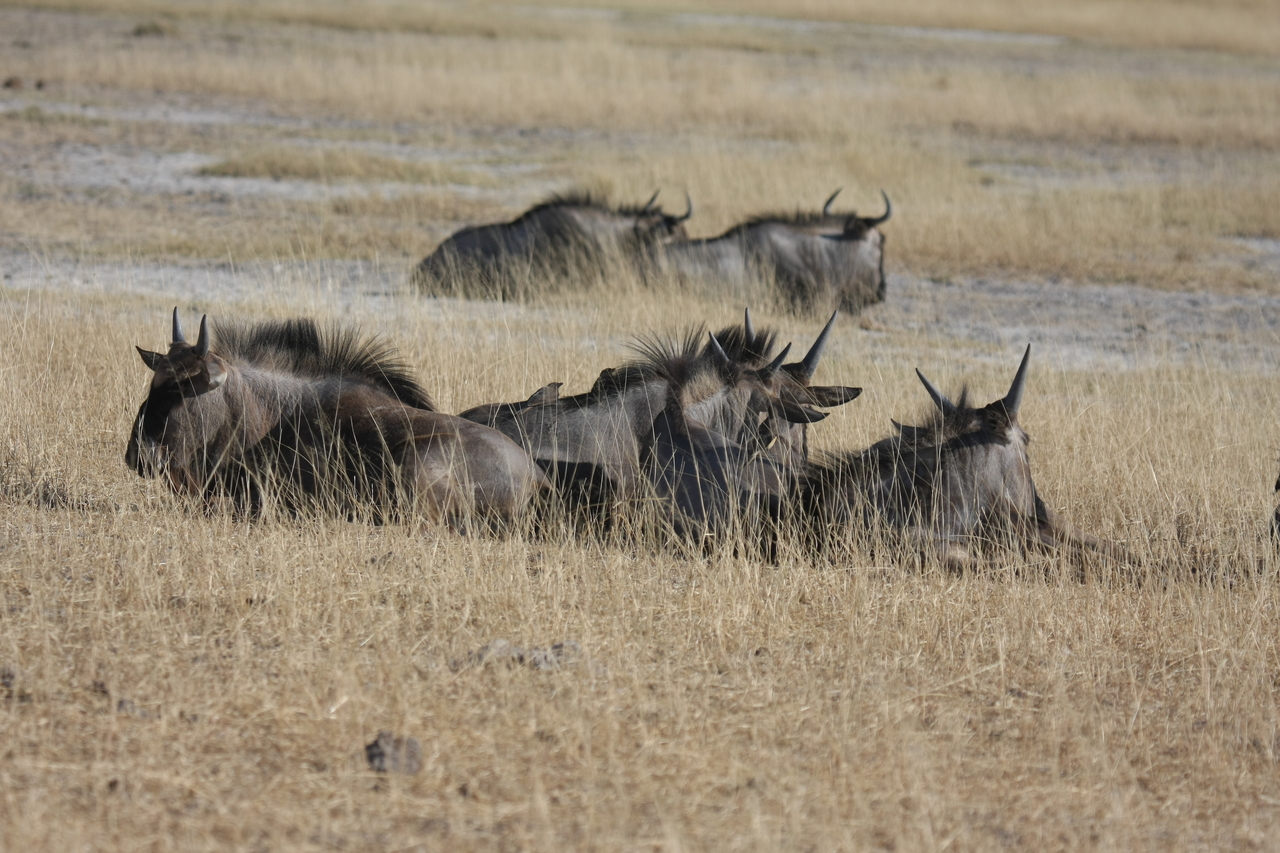 [23337] 2016_06_30_03_26_16_Africa_Canon_EOS_40D_IMG__00166.jpg