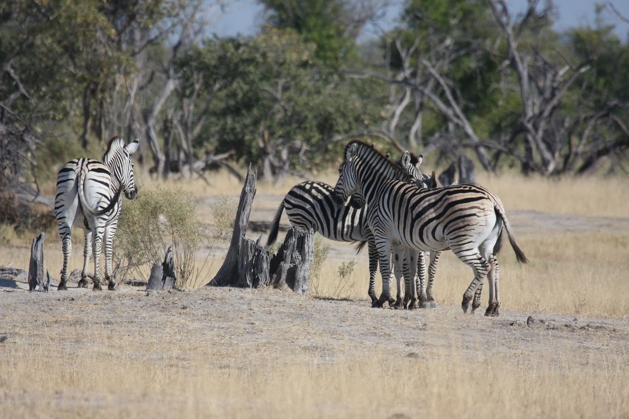 [23354] 2016_06_30_03_42_10_Africa_Canon_EOS_40D_IMG__11345.jpg