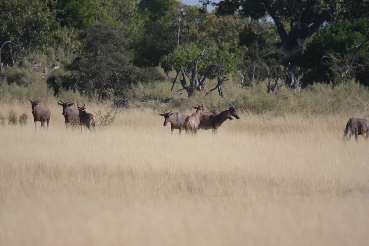 [23363] 2016_06_30_03_42_33_Africa_Canon_EOS_40D_IMG__03901.jpg