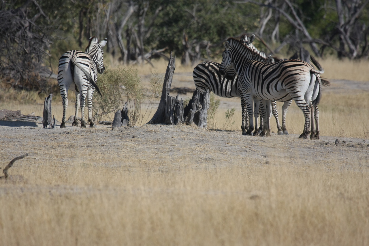[23370] 2016_06_30_03_42_43_Africa_Canon_EOS_40D_IMG__03904.jpg