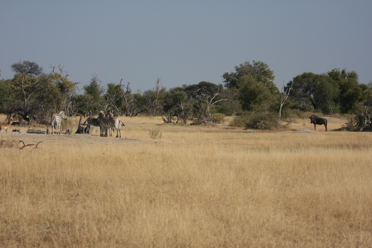 [23381] 2016_06_30_03_43_01_Africa_Canon_EOS_40D_IMG__03908.jpg