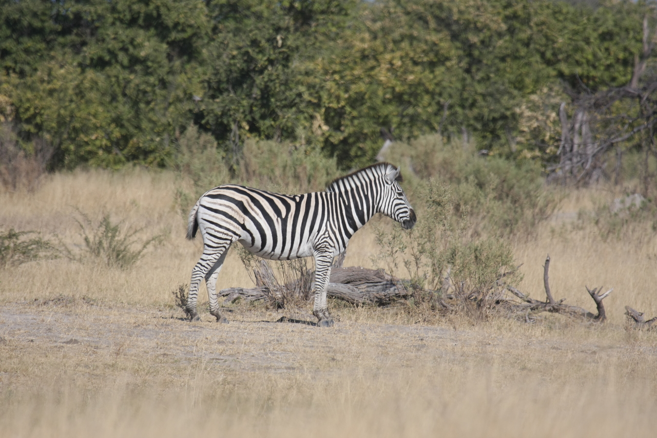 [23394] 2016_06_30_03_45_41_Africa_Canon_EOS_40D_IMG__03912.jpg
