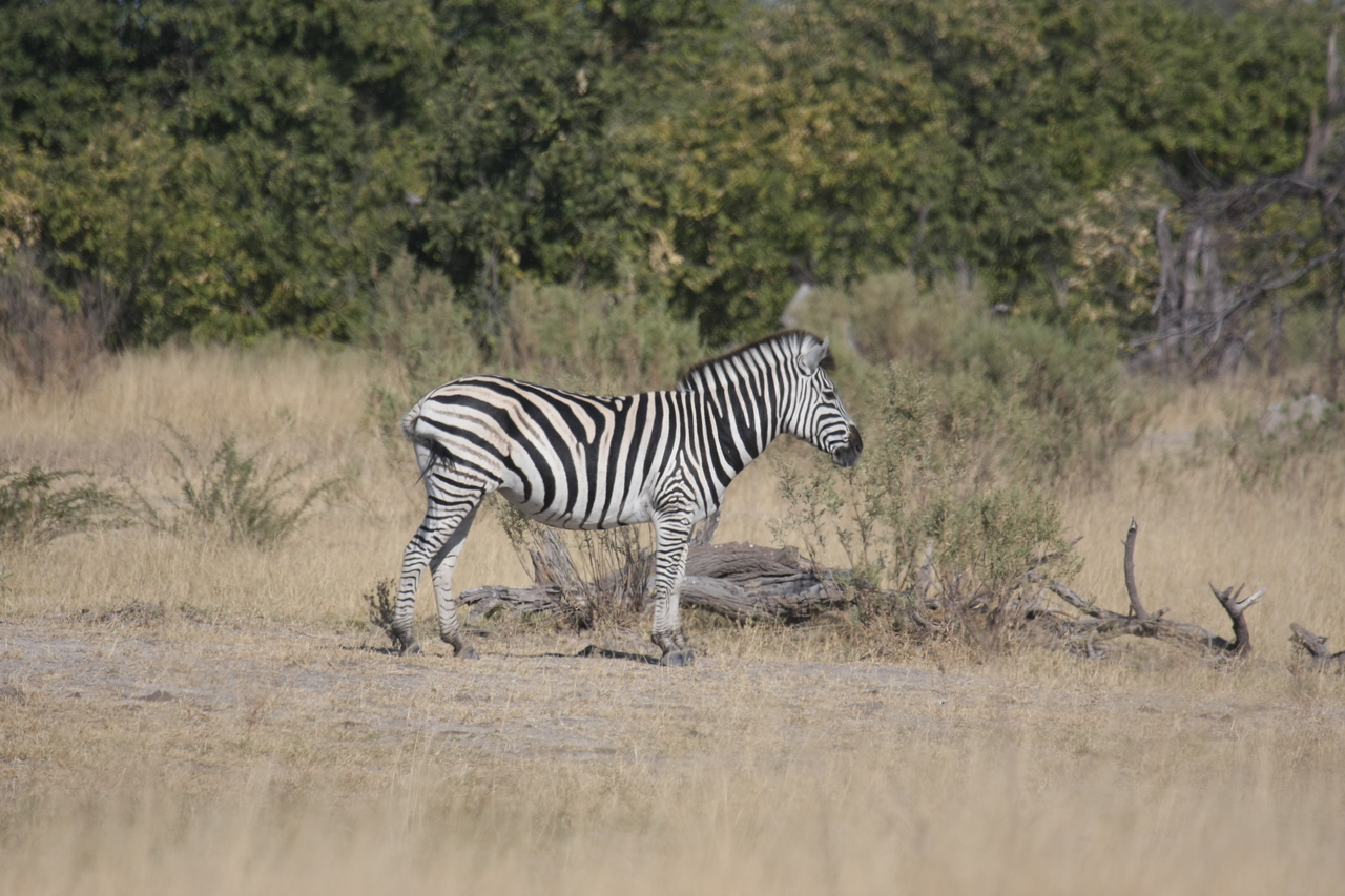 [23395] 2016_06_30_03_45_41_Africa_Canon_EOS_40D_IMG__03913.jpg