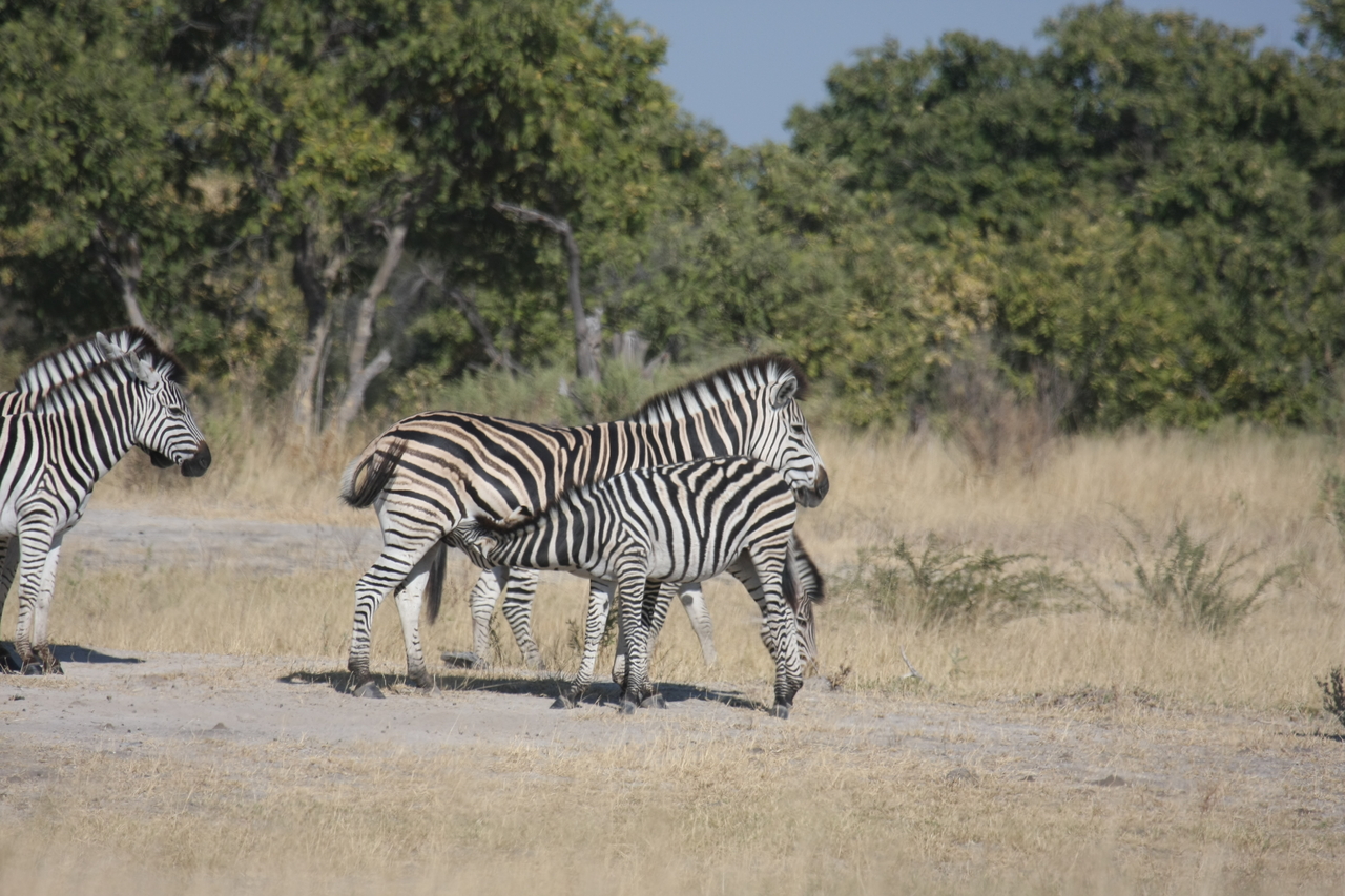 [23403] 2016_06_30_03_45_47_Africa_Canon_EOS_40D_IMG__03915.jpg
