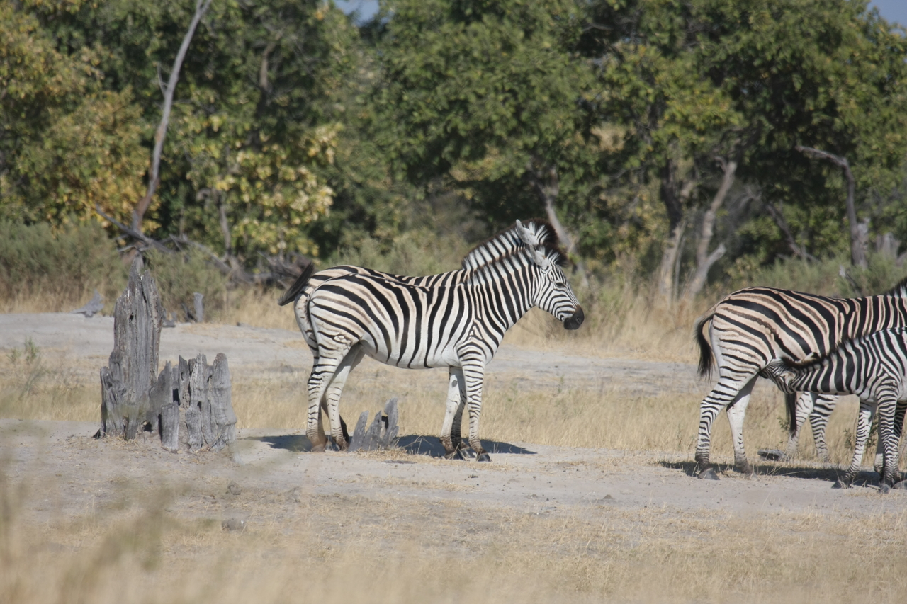 [23412] 2016_06_30_03_45_50_Africa_Canon_EOS_40D_IMG__03920.jpg