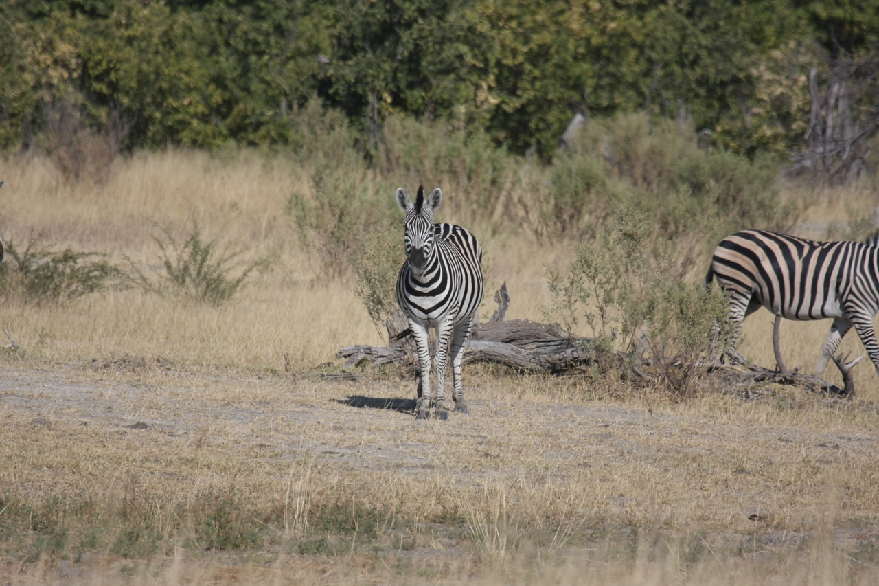 [23430] 2016_06_30_03_46_55_Africa_Canon_EOS_40D_IMG__00200.jpg