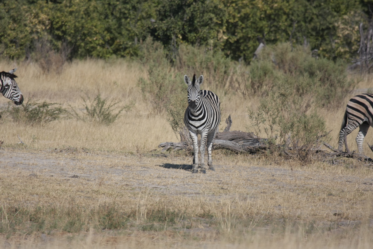 [23438] 2016_06_30_03_46_55_Africa_Canon_EOS_40D_IMG__11376.jpg