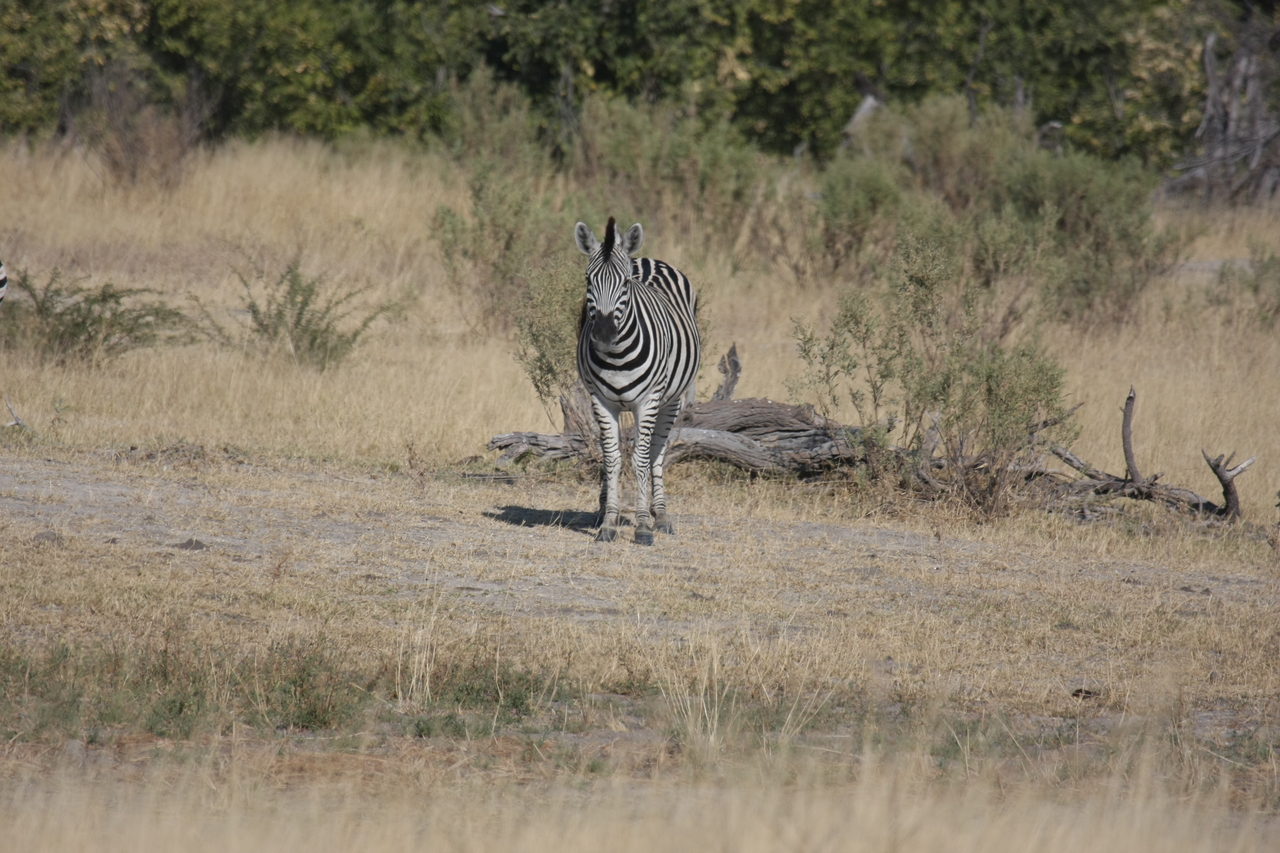 [23447] 2016_06_30_03_47_14_Africa_Canon_EOS_40D_IMG__03932.jpg