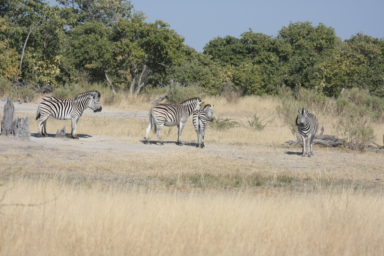 [23455] 2016_06_30_03_47_22_Africa_Canon_EOS_40D_IMG__03935.jpg