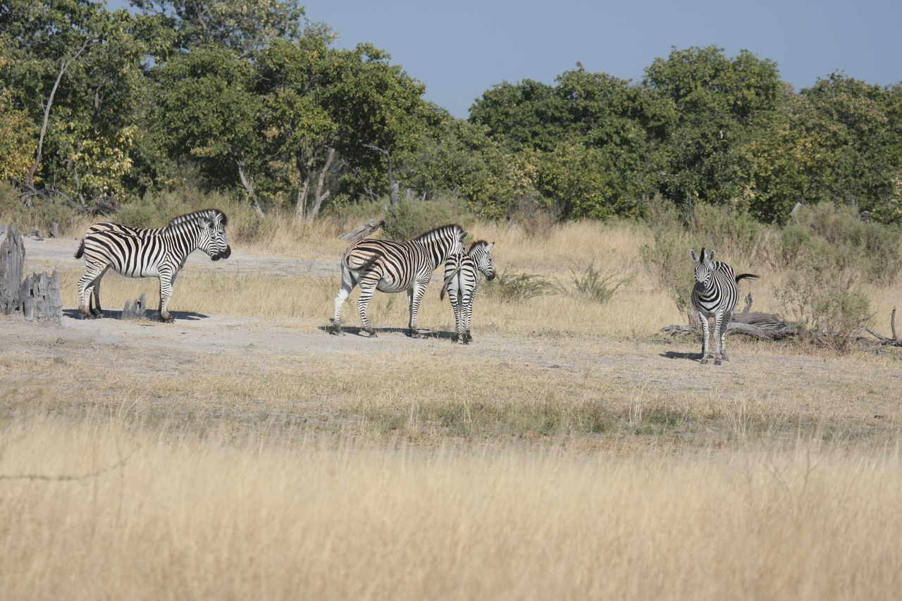 [23456] 2016_06_30_03_47_22_Africa_Canon_EOS_40D_IMG__03936.jpg