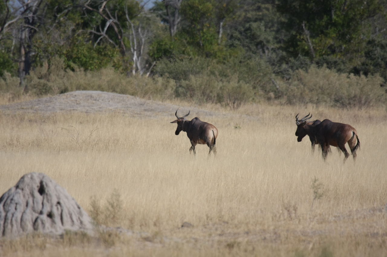[23462] 2016_06_30_03_47_55_Africa_Canon_EOS_40D_IMG__03937.jpg