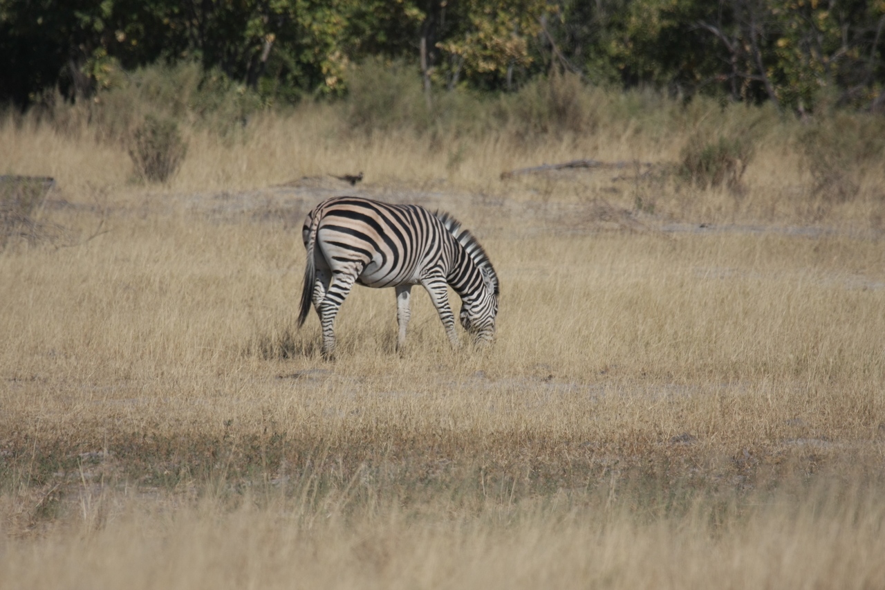 [23468] 2016_06_30_03_48_13_Africa_Canon_EOS_40D_IMG__00216.jpg