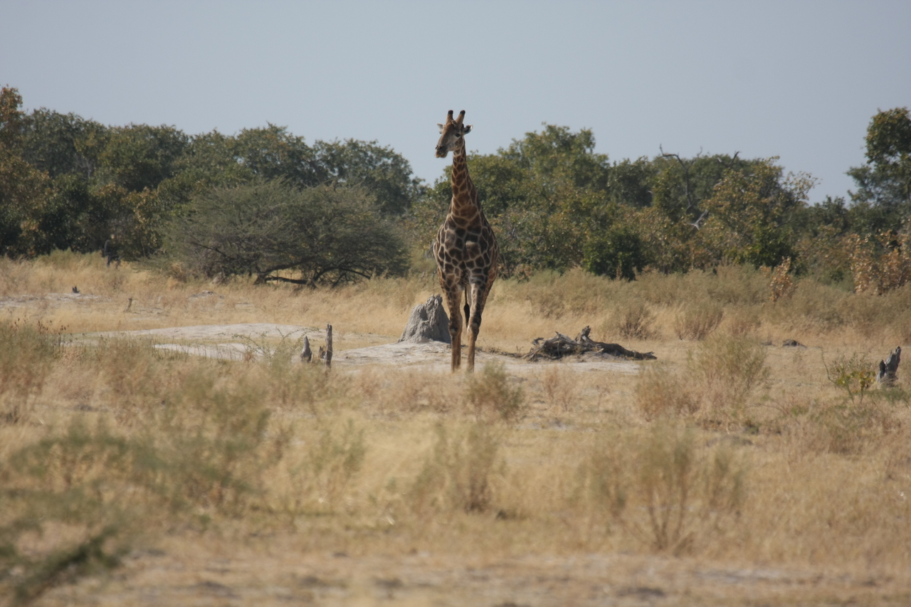 [23547] 2016_06_30_04_57_16_Africa_Canon_EOS_40D_IMG__03960.jpg