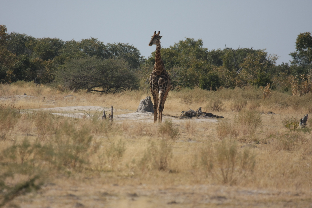 [23548] 2016_06_30_04_57_16_Africa_Canon_EOS_40D_IMG__03961.jpg