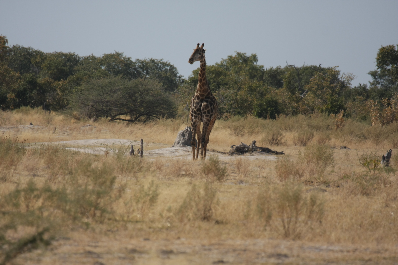 [23549] 2016_06_30_04_57_16_Africa_Canon_EOS_40D_IMG__03963.jpg
