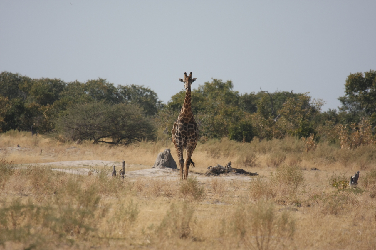 [23557] 2016_06_30_04_57_19_Africa_Canon_EOS_40D_IMG__11411.jpg