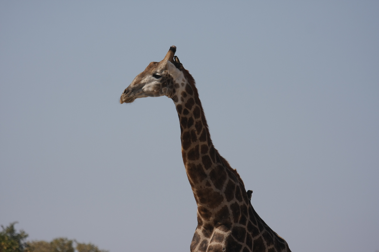 [23579] 2016_06_30_04_59_23_Africa_Canon_EOS_40D_IMG__03971.jpg