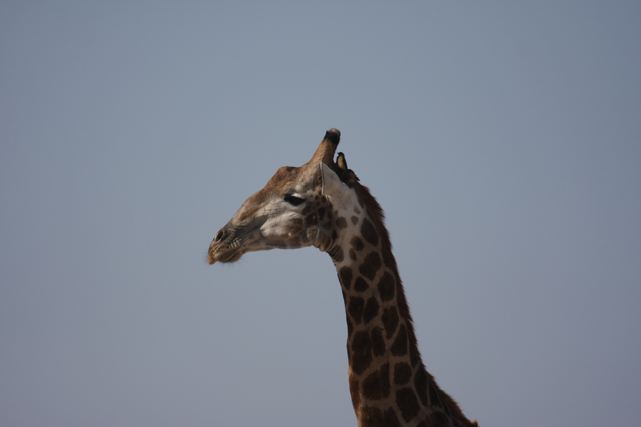 [23587] 2016_06_30_04_59_29_Africa_Canon_EOS_40D_IMG__03974.jpg