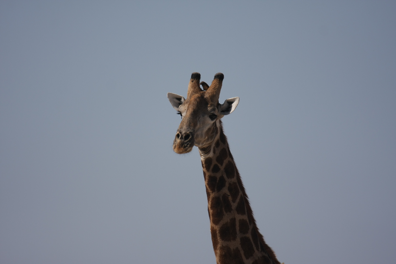 [23596] 2016_06_30_04_59_33_Africa_Canon_EOS_40D_IMG__03977.jpg